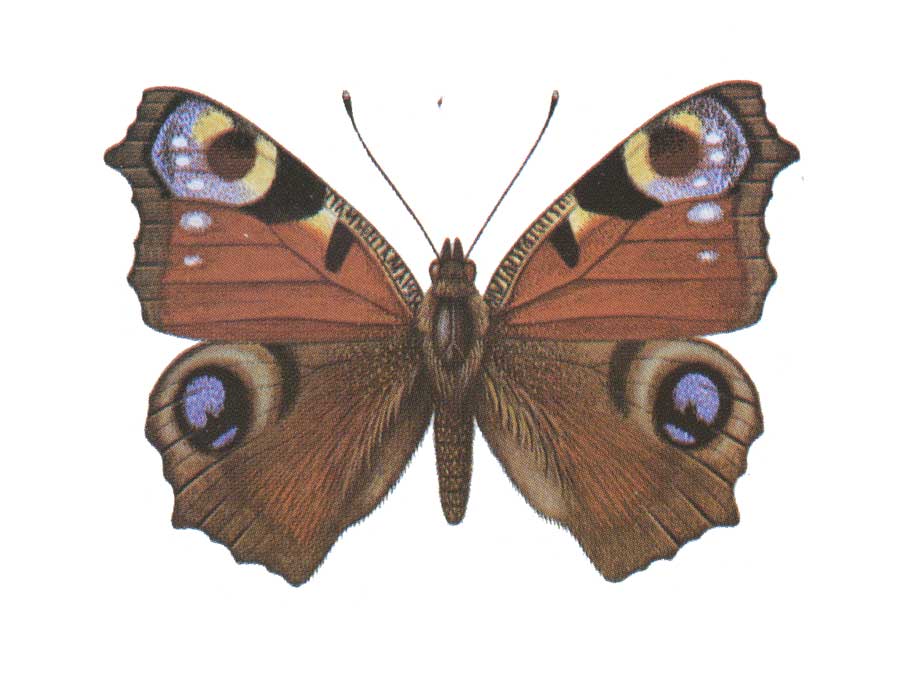 evolution-butterfly-eyespots-peacock