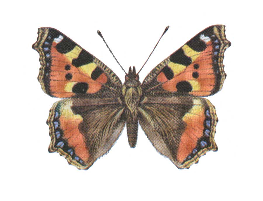 evolution-butterfly-eyespots-tortoiseshell