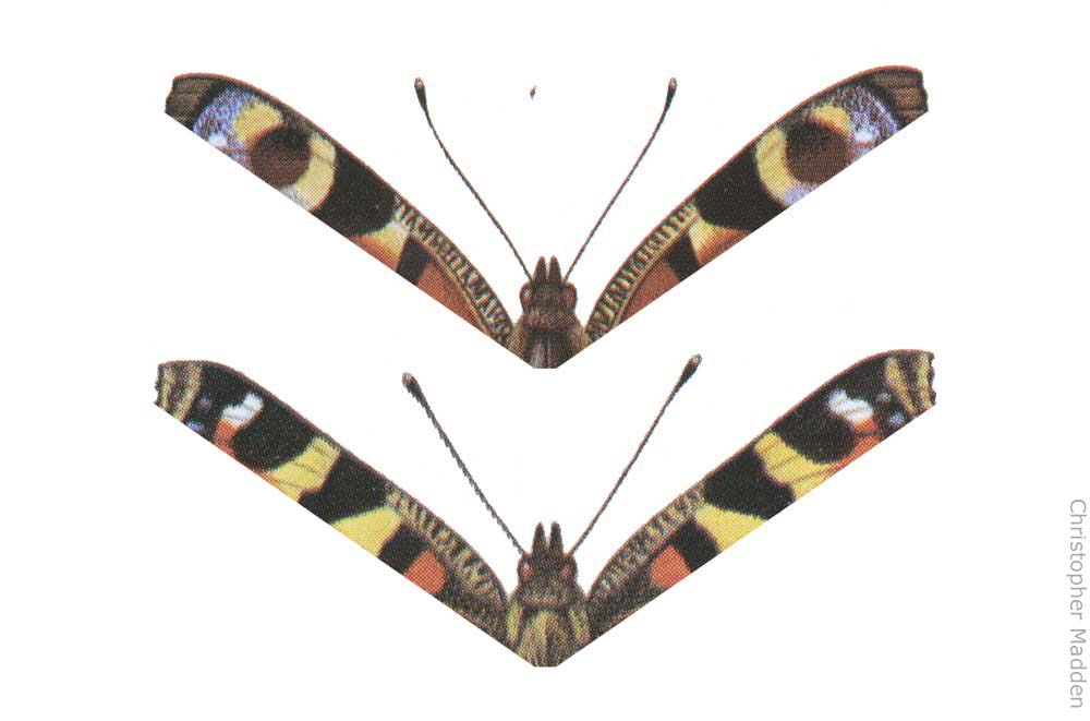 evolution-butterfly-eyespots